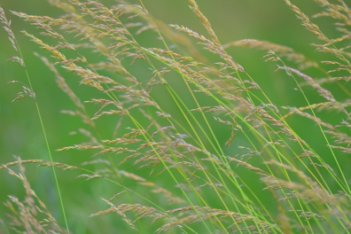 Graminées - Poacées (Avoine élevée, Avena eliator ou Arrhenatherum elatius)